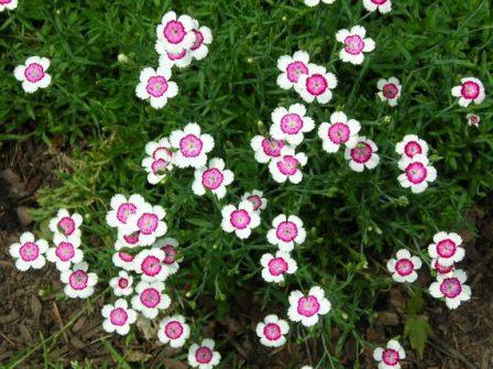 dianthus arctic fire